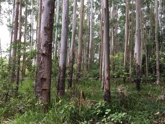 #22 - Terreno para Venda em Torres - RS - 3